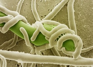 Hifas de Trichoderma harzianum enroscadas sobre patógeno de plantas