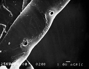 Hifa de Rhizoctonia solani perforada por apresoria de Trichoderma harzianum