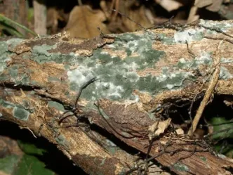 Un hongo de género Trichoderma spp. creciendo libremente en la naturaleza.